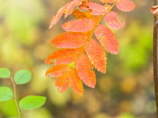 Rowan branches with yellow leaves in the autumn park.