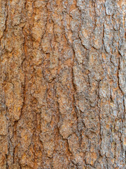 Old wood pine bark texture or background.