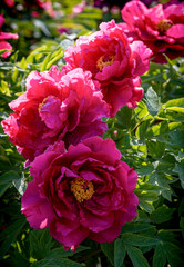 pink and white rose