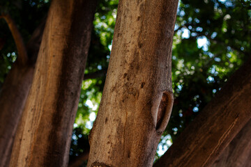 Obraz premium Árbol al aire libre en día soleado