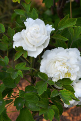 white rose in garden