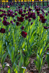 red tulips in the garden