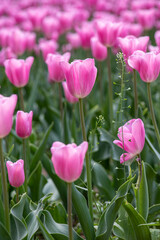 field of pink tulips