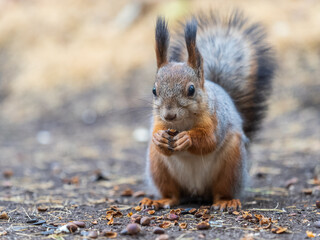 Squirrel in autumn hides nuts on the green grass with fallen yellow leaves