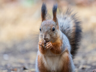 Squirrel in autumn hides nuts on the green grass with fallen yellow leaves