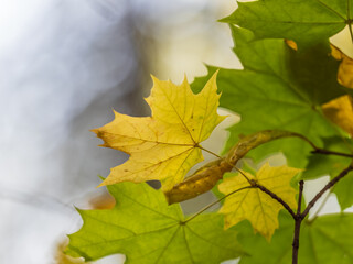 Maple branches with yellow leaves in autumn, in the light of sunset.