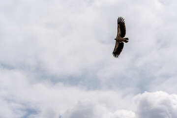 eagle in flight