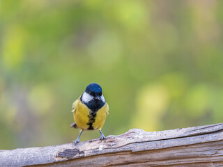 Cute bird Great tit, songbird sitting on the branch with blured background