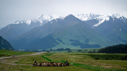 cows in the mountains