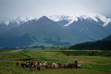 cows in the mountains