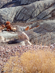 Fototapeta premium Red Petrified Logs in White Desert Slopes