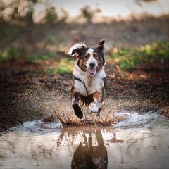 A dog jumping into a muddy puddle. 