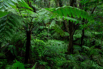 Fototapeta premium 奄美大島 世界自然遺産の森 ヒカゲヘゴ・シダ・スダジィの森
