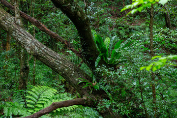奄美大島　世界自然遺産の森　ヒカゲヘゴ・シダ・スダジィの森