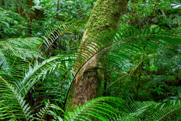 奄美大島　世界自然遺産の森　ヒカゲヘゴ・シダ・スダジィの森