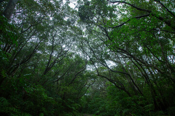 Obraz premium 奄美大島 世界自然遺産の森 ヒカゲヘゴ・シダ・スダジィの森