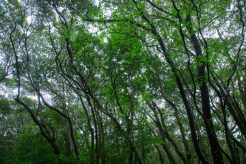 Obraz premium 奄美大島 世界自然遺産の森 ヒカゲヘゴ・シダ・スダジィの森