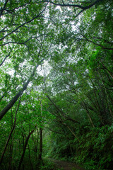 Obraz premium 奄美大島 世界自然遺産の森 ヒカゲヘゴ・シダ・スダジィの森