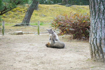 Two kittens playing in the park