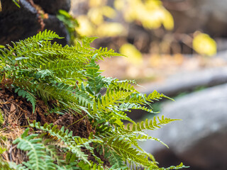 Common polypody fern Polypodium vulgare grows among thick moss.