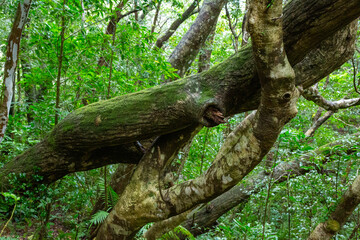 奄美大島　世界自然遺産の森　ヒカゲヘゴ・シダ・スダジィの森