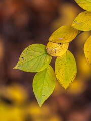 Obraz premium Branches with orange, red and yellow leaves in the autumn park.