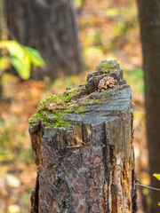 Old tree stump with moss and fern in the autumn forest