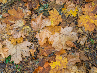 Orange and yellow fallen leaves in the sunlight.