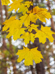 Maple branches with yellow leaves in autumn, in the light of sunset.