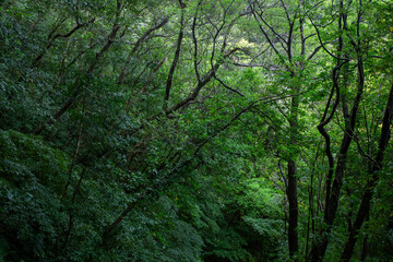 奄美大島　世界自然遺産の森　ヒカゲヘゴ・シダ・スダジィの森