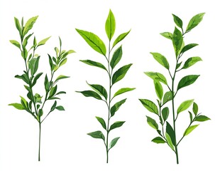 Vibrant Green Leaves on Branches with Fresh Natural Elements for Design and Illustration : Generative AI