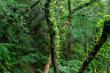 奄美大島　世界自然遺産の森　ヒカゲヘゴ・シダ・スダジィの森