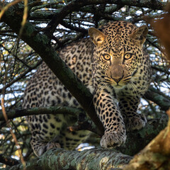 leopard hiding in the tree with morning sunshine, serengeti Tanzania