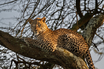 leopard hiding in the tree with morning sunshine, serengeti Tanzania