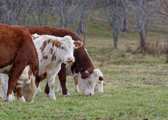 Cows grazing in a rural pasture.