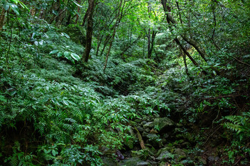 奄美大島　世界自然遺産の森　ヒカゲヘゴ・シダ・スダジィの森