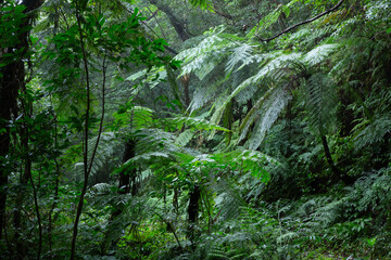 奄美大島　世界自然遺産の森　ヒカゲヘゴ・シダの森