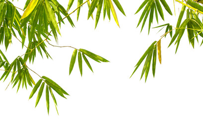 Naklejka premium A close up of a green bamboo tree branch