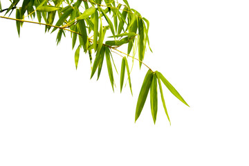 A green bamboo plant with leaves and a long stem