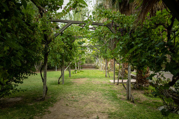 Sunlit Vineyards: Thriving Grape Plants in Nature