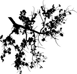 Vector illustration of oak branch with leaves