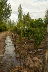 Sunlit Vineyards: Thriving Grape Plants in Nature