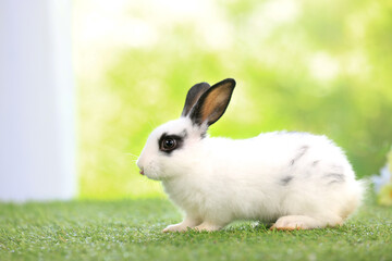 Bunny easter fluffy rabbit eating food, vegetables, carrots, baby corn on green garden nature flowers background on sunny day, Lovely mammal with  bright eyes in nature life. Symbol of easter day.