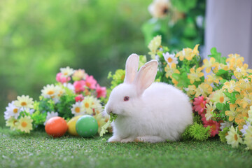 Bunny easter fluffy rabbit eating food, vegetables, carrots, baby corn on green garden nature flowers background on sunny day, Lovely mammal with  bright eyes in nature life. Symbol of easter day.