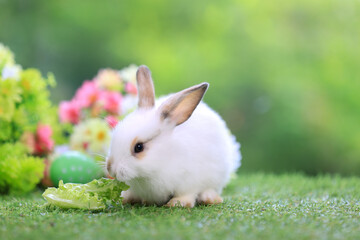Bunny easter fluffy rabbit eating food, vegetables, carrots, baby corn on green garden nature flowers background on sunny day, Lovely mammal with  bright eyes in nature life. Symbol of easter day.