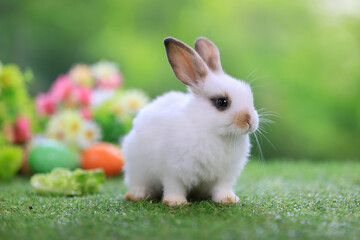Bunny easter fluffy rabbit eating food, vegetables, carrots, baby corn on green garden nature flowers background on sunny day, Lovely mammal with  bright eyes in nature life. Symbol of easter day.