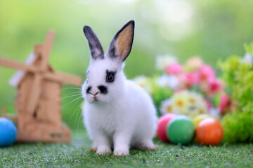 Bunny easter fluffy rabbit eating food, vegetables, carrots, baby corn on green garden nature flowers background and wooden wind turbine on sunny day, Symbol of easter day.