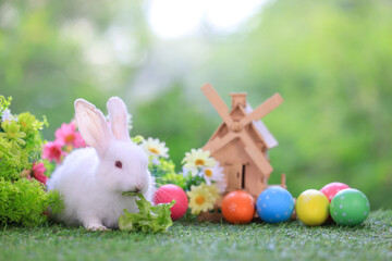 Bunny easter fluffy rabbit eating food, vegetables, carrots, baby corn on green garden nature flowers background and wooden wind turbine on sunny day, Symbol of easter day.