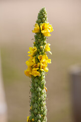 A striking spike of vivid yellow flowers surrounded by lush green buds showcases natures remarkable beauty