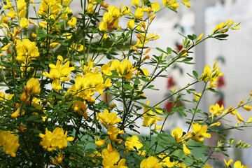 꽃, 화단, 식물원, 노란꽃, 꽃배경, flowers, yellow, pink, orange, flower bed,